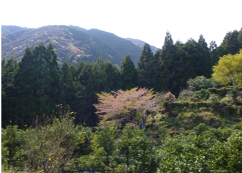 写真4 堅地集落跡地から梶尾杉,池山寺跡地を望む(松尾撮影)