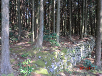 写真5 杉が植林されている棚田跡地(松尾撮影)