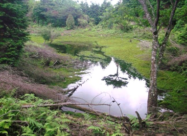 写真14 水の溜まった溜池跡地
