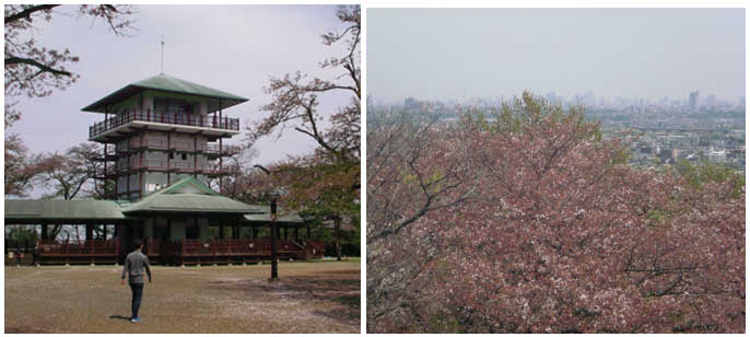 写真10 B升形山山頂(標高84m)の展望台 展望台から見た桜(散り始めている),遠方は東京方向<br>(国際航業・秋山 2017年4月15日撮影)