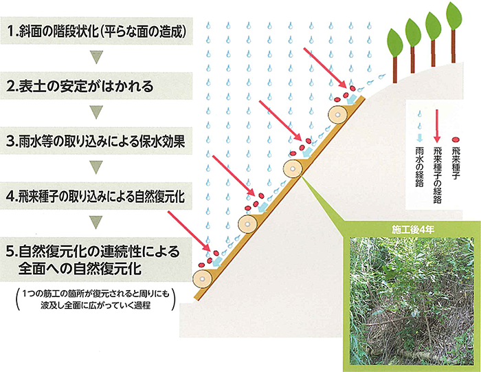 ウッド筋工 1.斜面の段階状化 2.表土の安定がはかれる 3.雨水等の取り込みによる保水効果 4.飛来種子の取り込みによる自然復元か 5.自然復元化の連続性による全面への自然復元化
