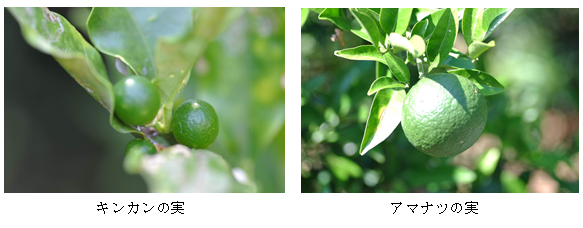 �L���J���̎��A�A�}�i�c�̎�