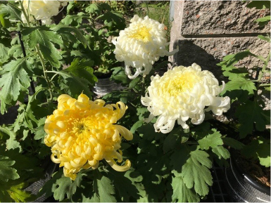 ���������̋e�t���ɂ��΁A���N�̈炿�͈��V��̉e���ŎU�X���Ƃ����B�傫���Ȃ炸�A�Y��ɊJ���Ă���Ȃ�(������g�\���h�ƌ���)�炵���B