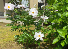 ����ꂪ�s���͂������ߏ��̒�ɍ炭�V���N���N �����Ƃ����b�̃^�C�~���O���ǂ��̂��낤�ȃ@�I