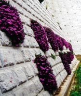 �ƂƗאڂ���}�X�Βn�������Ƃɑ����̗p����Ă��܂�